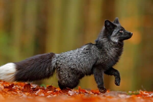 A silver fox is actually a red fox with a layer of grey or silver hair. These silver animals are very rare.
