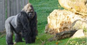 silverback gorilla compared to human