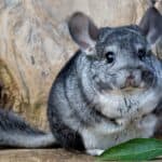 Gray Chinchilla on a wood background outdoors. These silver animals have a thick layer of soft fur and a short, brush-like tail.