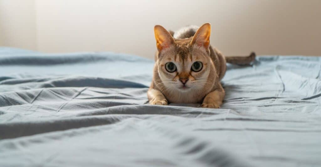 Singapura laying on the bed