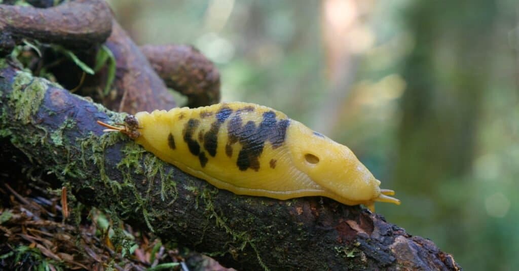 is touching a slug dangerous