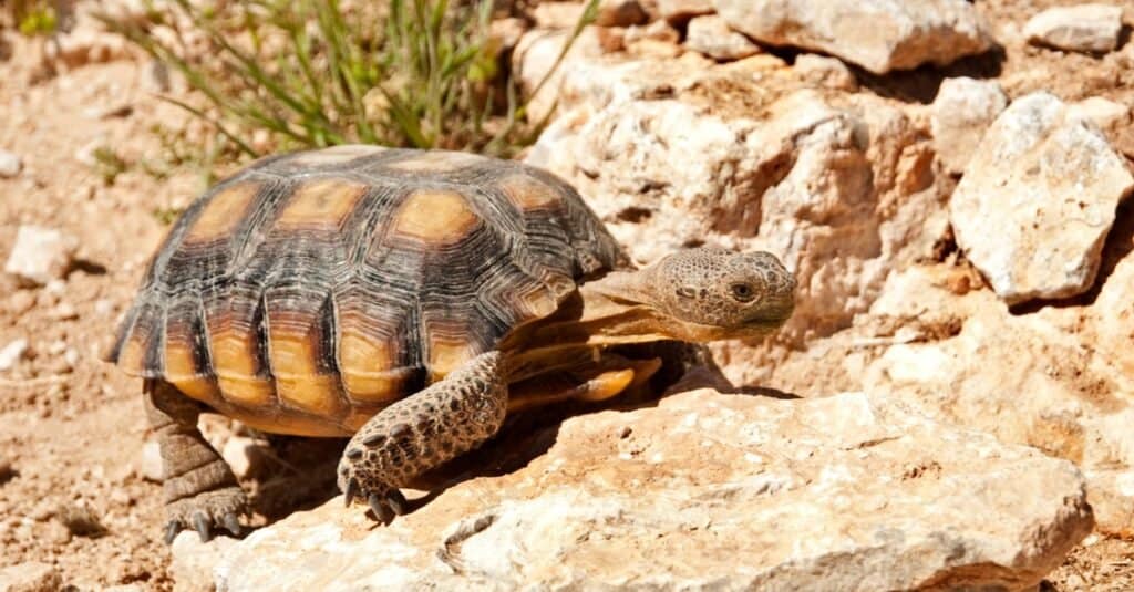 endangered animals in utah