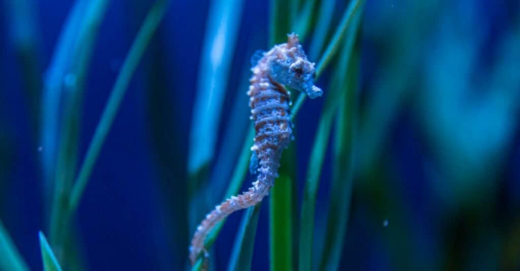 Seahorse Fish Facts | Hippocampus - AZ Animals