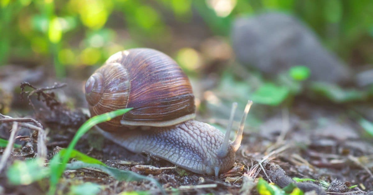 Garden snail crawling in a spring forest. Garden snails release mucus to help them move.