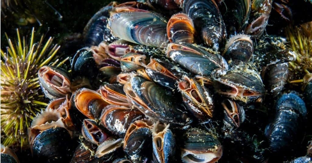 what do mussels eat