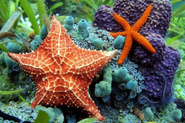 As far as speed is concerned starfish are very slow-moving ocean animals that are known for their snail-like movement speed.