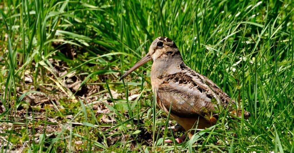 slowest animal in north america