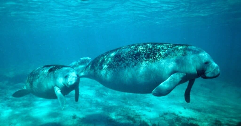 Mother and baby manatee