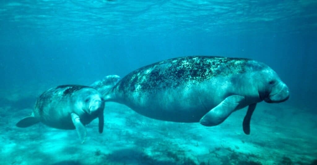 Manatee Viewing Center - Apollo Beach Florida - Our Roaming Hearts