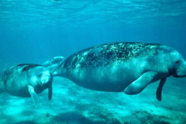 A mother and calf Manatee swimming in the Crystal River, western Florida.