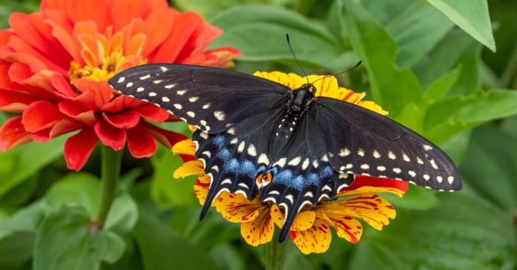 A black swallowtail, position with its back to the camera is visible feeding from a zinnia. The zinnia is mottled yellow and red. To the left of the zinnia from which the butterfly is feeding is an orange zinnia. The butterfly is mostly black, though its wings have splotches of light-yellow and light blue other edges.Green background of leaves.