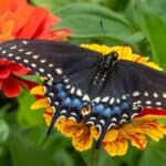 A Black Swallowtail Butterfly feeding on Zinnia flowers in the garden.