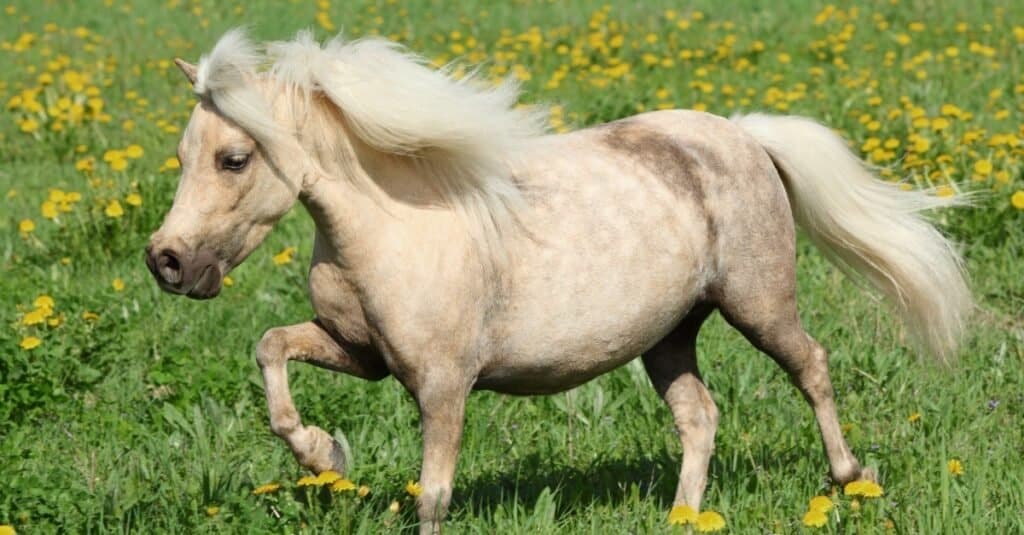 The smallest horse - the Falabella horse