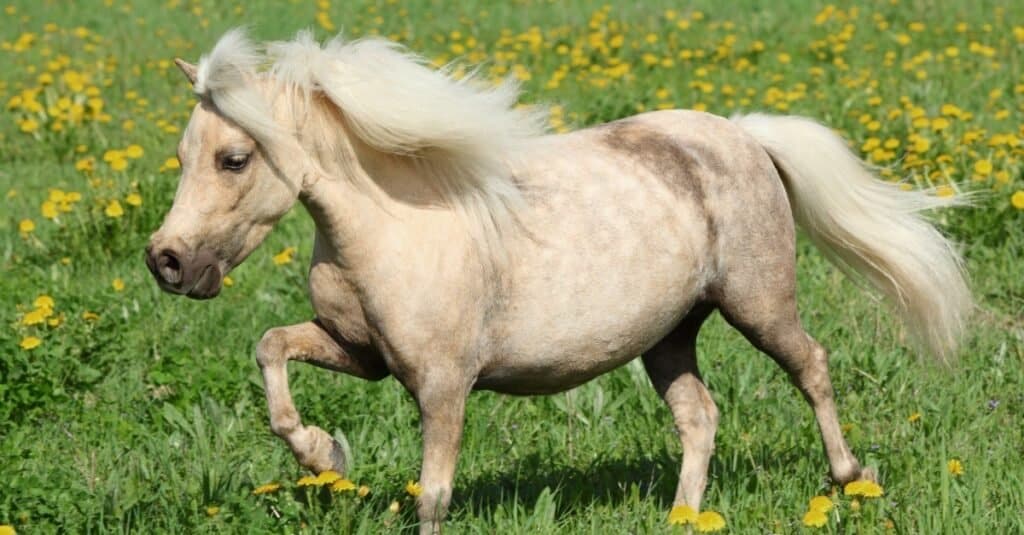 Smallest horses - Falabella horse