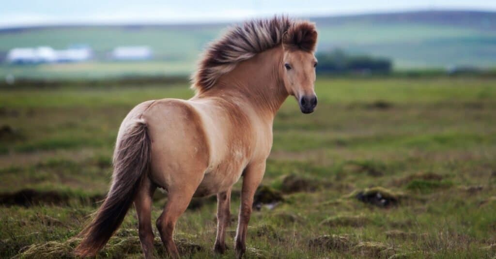 ม้าที่เล็กที่สุด - ม้าไอซ์แลนด์