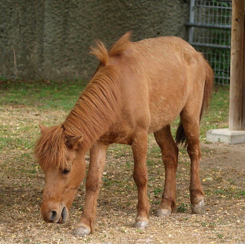 Smallest Horse - Noma