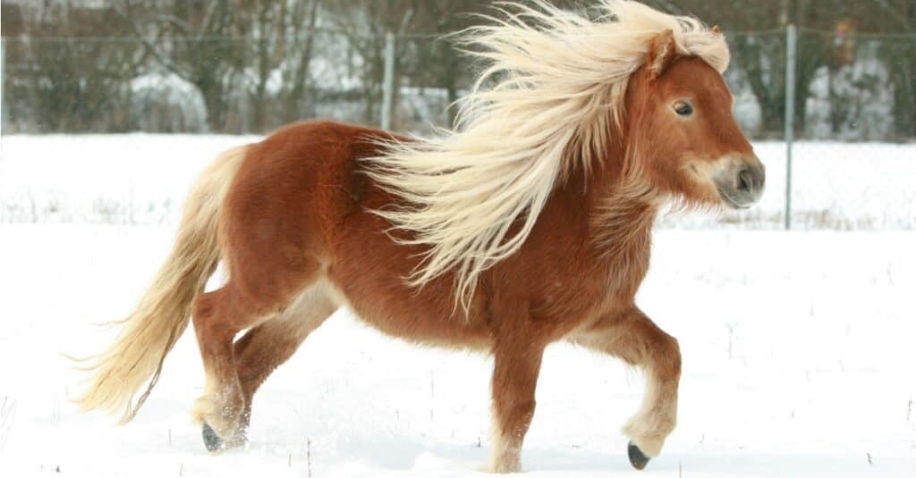 Smallest horse - Shetland pony