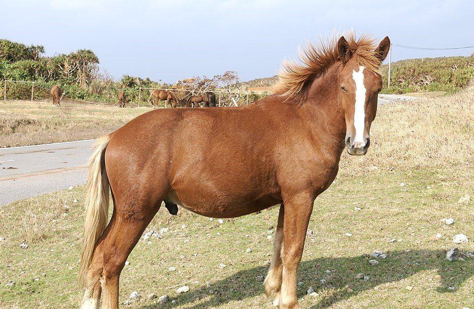 The smallest horse - Yonaguni Island