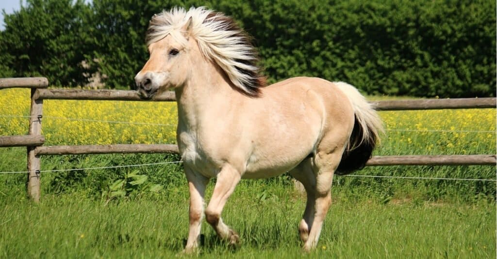 The smallest horse - the fjord horse