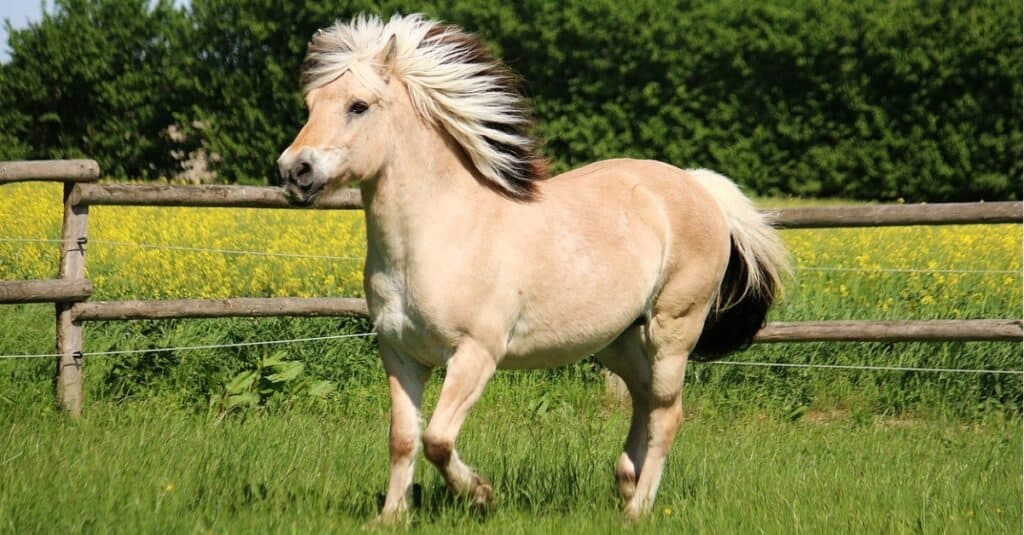 Smallest horses - fjord horse