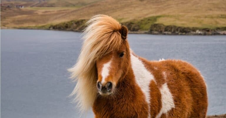 Smallest horses