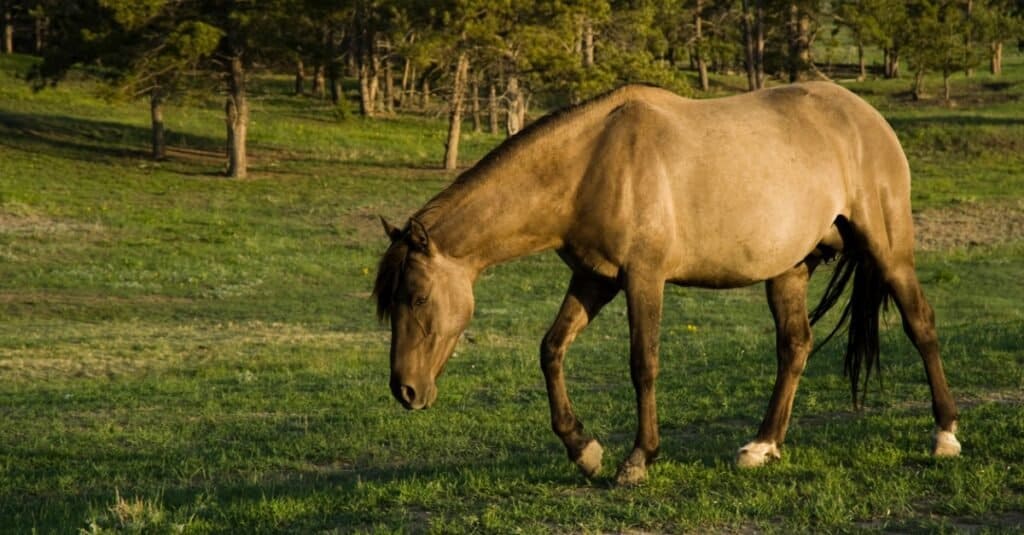 Sorraia Mustang grazing in pasture