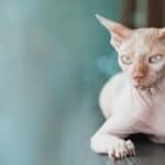 The Sphynx cat is one of the most well-known hairless animals. 