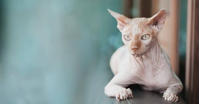 Sphynx laying on window seal