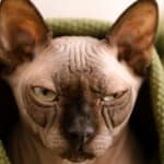 Sphynx cat wrapped in blanket