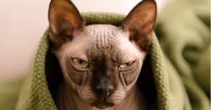 10 Different Hairless Animals Picture