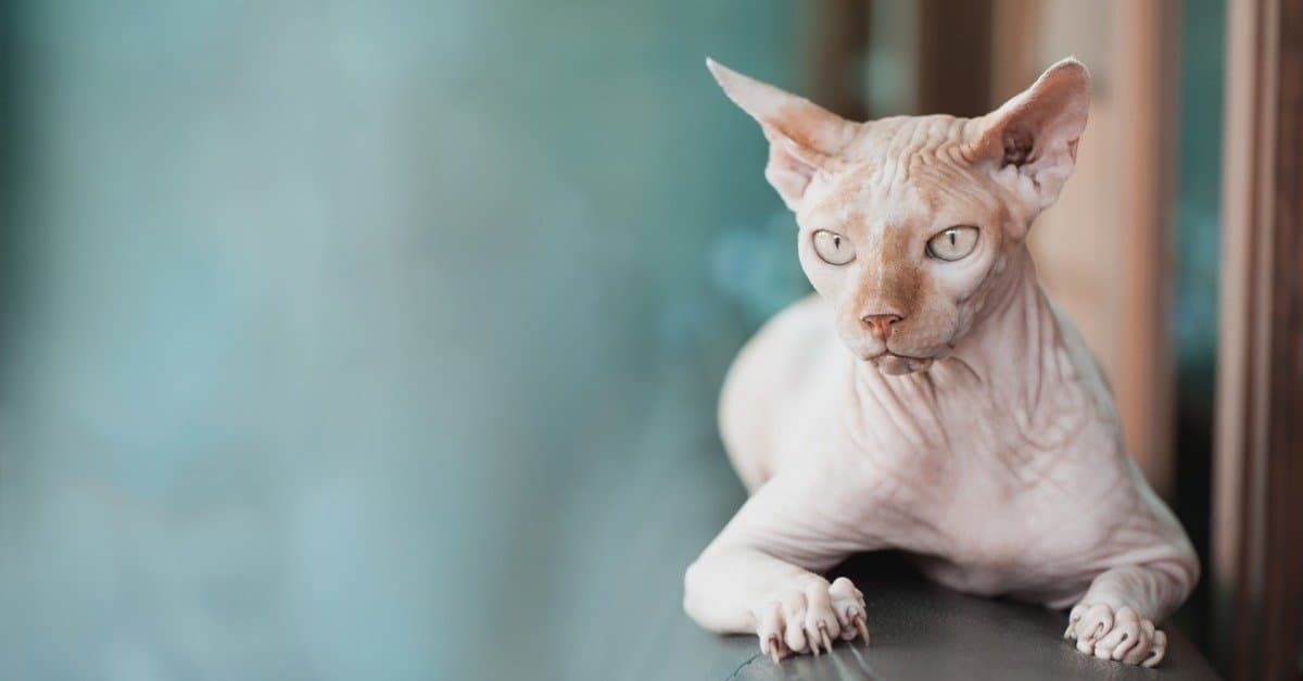 10 Different Hairless Animals - A-Z Animals