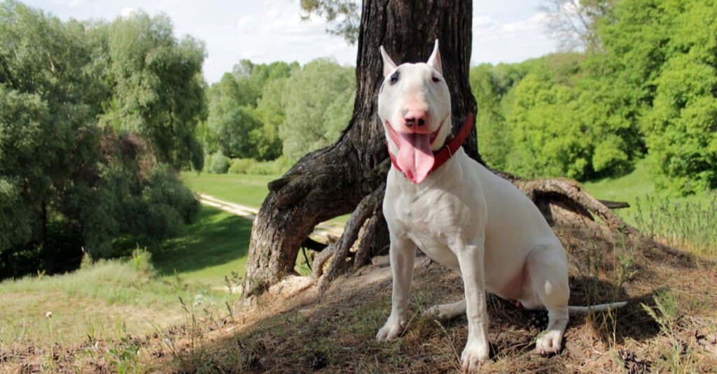 Standard Bull Terrier sitting beside a tree with tongue out