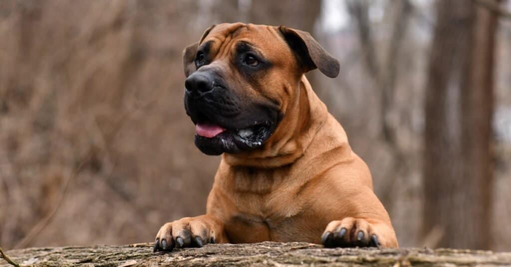 The Boerboel or South African Mastiff.