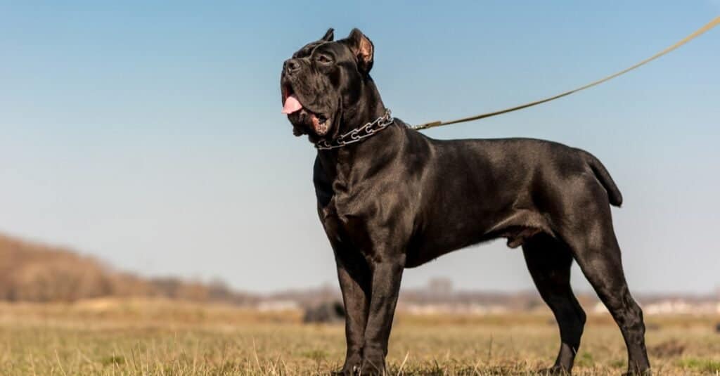 The Cane Corso vs The Rottweiler - AZ Animals