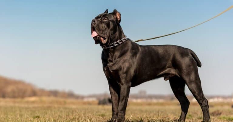 Strongest Dog Breed Bite - Cane Corso