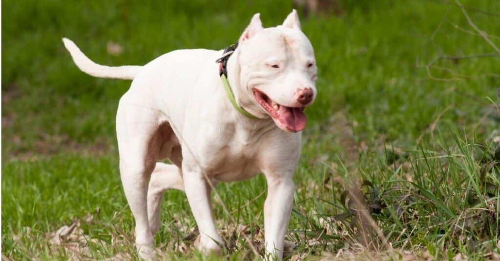 A large white Dogo Argentino standing on grass.
