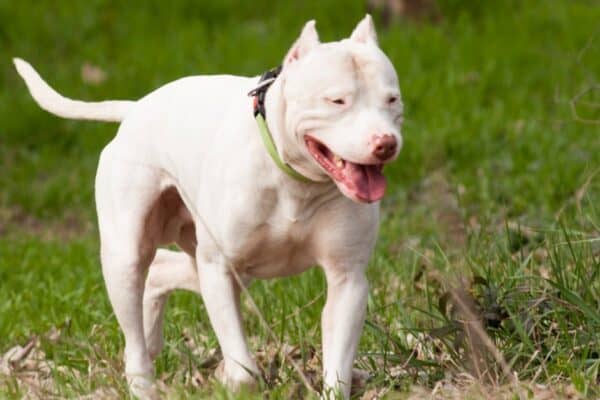 Thanks to great stamina and fearless nature, Dogo Argentino is ready to protect their family from all kinds of threats and to fight for them until death.