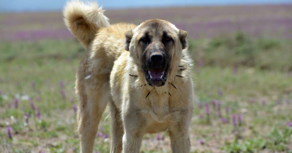 Strongest Dog Breed Bite - Kangal Shepherd Dog