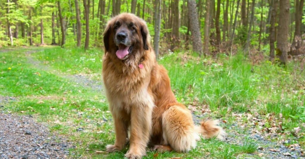 Leonberger