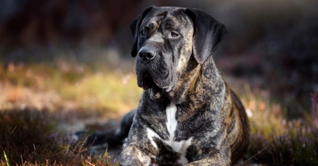 Strongest Dog Breed Bite - Presa Canario