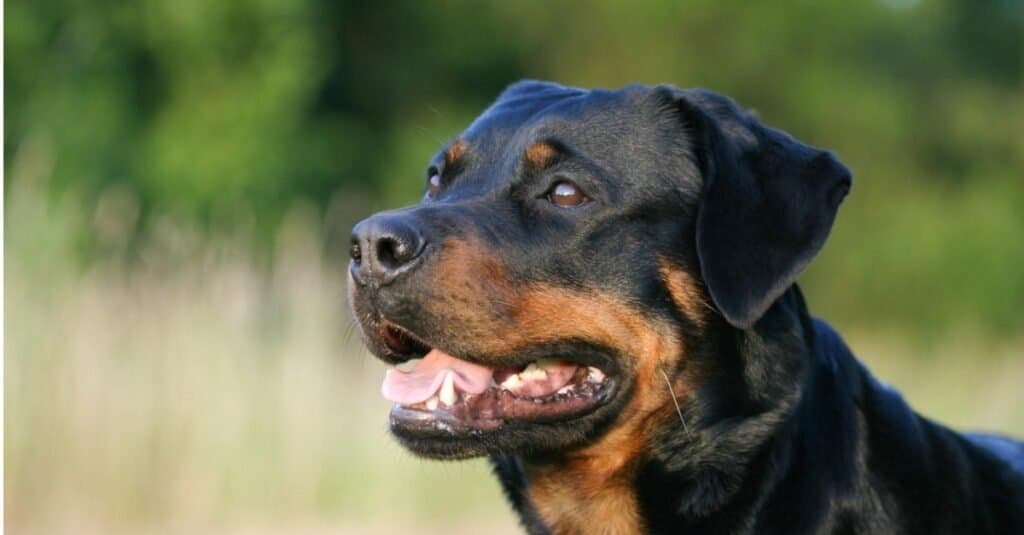 The dog breed with the strongest bite - the Rottweiler