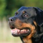 Rottweilers are well known to be powerful, protective, and loyal, famous for their instinct for guarding.