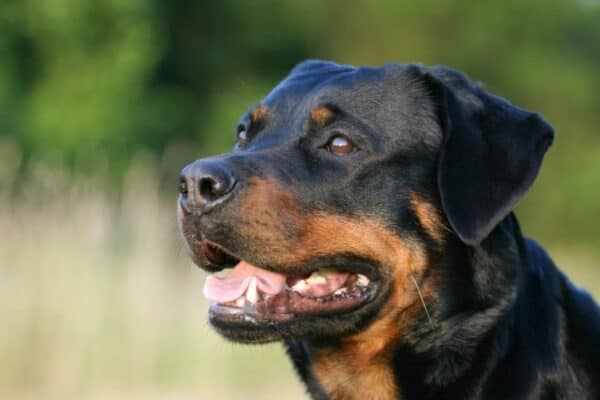 Rottweilers are well known to be powerful, protective, and loyal, famous for their instinct for guarding.