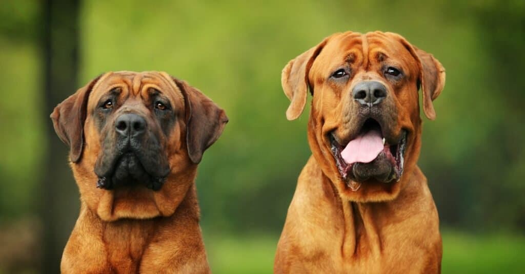 Two Japanese Mastiffs (Tosa Inus)