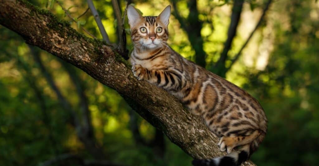 hypoallergenic cat breeds bengal