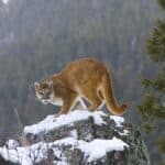 The Cougar, standing on a rock in the winter, is the fifth strongest cat in the world.
