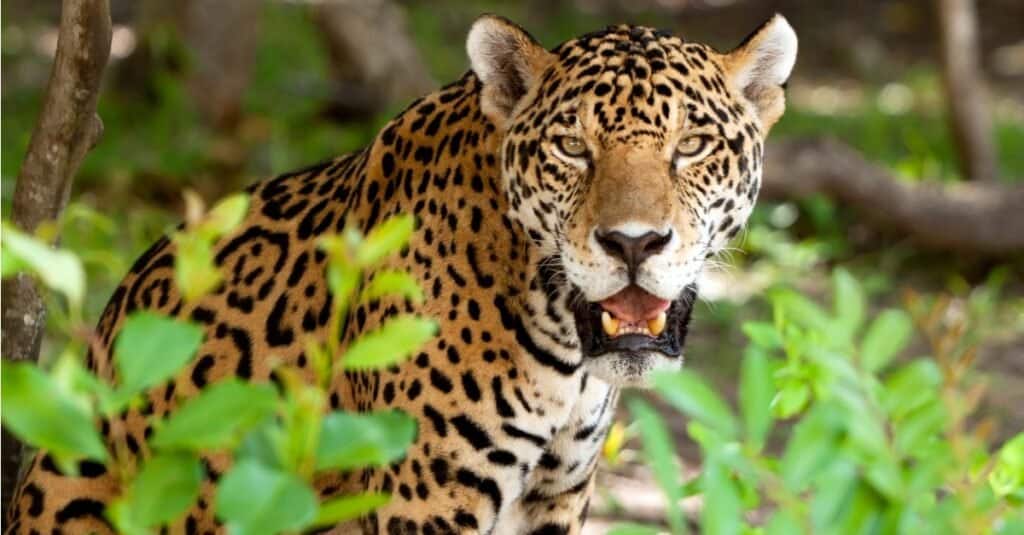 Los gatos más fuertes - Jaguar