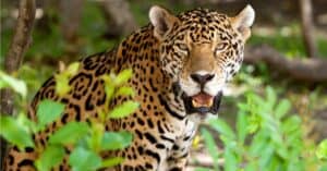 Can Jaguars Climb Trees? Picture