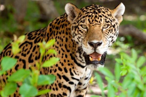 Rose-shaped markings are characteristic of jaguars. These spots are called rosettes.