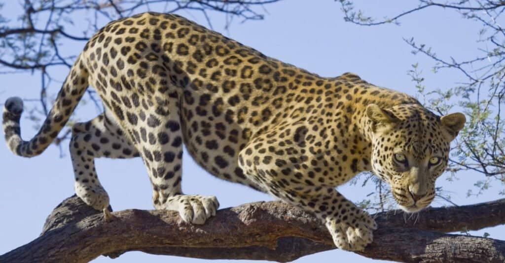 The strongest cat - leopard
